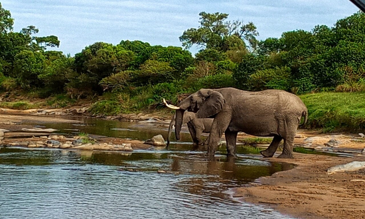 Heritage Of African Jungles